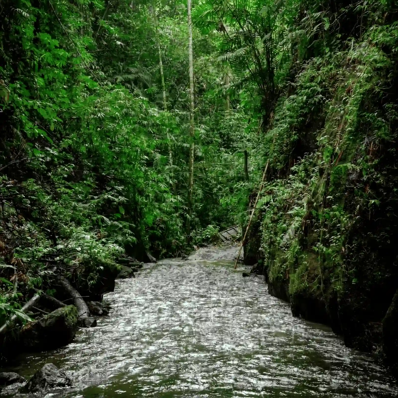 The Natural River Track at KUBER ATV Bali
